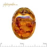 Scarab Scarab